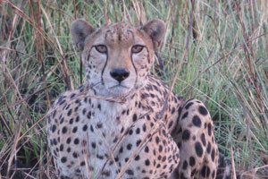 Big Five hunting safaris
