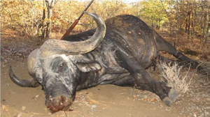 Dagga Boy and rifle.40’