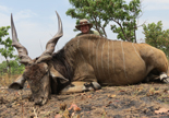 Eland