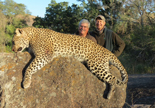 Leopard