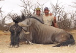 Blue Wildebeest