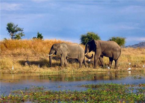 Elephant