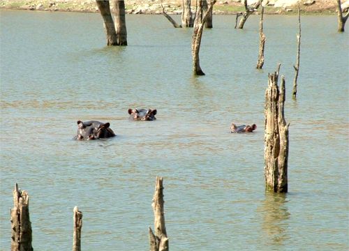 Hippo